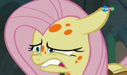 Size: 794x470 | Tagged: safe, screencap, fluttershy, pony, a health of information, g4, carousel (tv channel), cropped, swamp fever