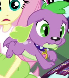 Size: 505x571 | Tagged: safe, screencap, fluttershy, spike, spike the regular dog, sunny flare, dog, equestria girls, g4, my little pony equestria girls: friendship games, cropped, paws, puppy