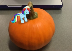 Size: 2899x2039 | Tagged: safe, gameloft, rainbow dash, g4, augmented reality, high res, irl, micro, photo, ponies in real life, pumpkin, smiling, solo, virtual reality