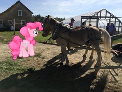 Size: 4032x3024 | Tagged: safe, gameloft, pinkie pie, horse, human, pony, g4, augmented reality, butt, female, horse-pony interaction, irl, irl horse, male, mare, nudity, photo, plot, ponies in real life, sheath, smiling, solo
