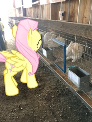 Size: 3024x4032 | Tagged: safe, gameloft, fluttershy, pegasus, pony, rabbit, g4, augmented reality, irl, photo, ponies in real life, smiling, solo, that pony sure does love animals