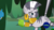 Size: 1366x768 | Tagged: safe, screencap, zecora, pony, zebra, a health of information, g4, criss cross moss, everfree forest, lip bite, looking at you, moss, muck, not what it looks like, out of context, swamp, tail, tail pull