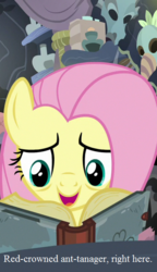 Size: 375x650 | Tagged: safe, edit, edited screencap, editor:korora, screencap, fluttershy, a health of information, g4, cropped, text, that pony sure does love animals