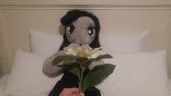 Size: 5312x2988 | Tagged: safe, artist:bigsexyplush, artist:somethingaboutoctavia, octavia melody, earth pony, anthro, g4, anniversary, anthro plushie, bed, celebration, clothes, cute, doll, dress, flower, irl, jewelry, necklace, photo, plushie, surprised, toy