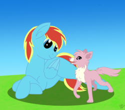 Size: 2966x2598 | Tagged: safe, artist:flamelight-dash, oc, oc only, oc:flamelight dash, wolf, blue, day, duo, female, high res, male, pet, red, white, yellow