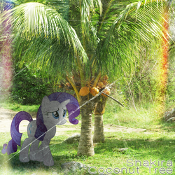 Size: 800x800 | Tagged: safe, artist:otfor2, artist:penguinsn1fan, rarity, pony, g4, coconut tree, cover, irl, palm tree, parody, photo, ponies in real life, shakira, solo, tree