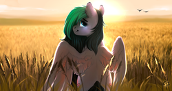 Size: 1200x640 | Tagged: safe, artist:empaws, oc, oc only, oc:liz, bird, pegasus, pony, backlighting, ear piercing, female, field, food, happy, looking at you, looking back, mare, outdoors, piercing, sitting, smiling, solo, spread wings, wheat, wings