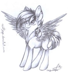 Size: 1024x1064 | Tagged: safe, artist:scootiegp, oc, oc only, oc:vex, pegasus, pony, ear piercing, earring, grin, jewelry, lineart, looking up, male, monochrome, piercing, short tail, signature, sketch, smiling, solo, stallion, standing, traditional art, wings