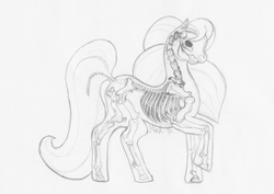 Size: 2340x1656 | Tagged: safe, artist:mialei, g2, anatomy, bone, monochrome, skeleton, sketch