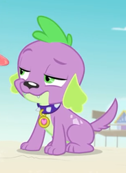 Size: 460x630 | Tagged: safe, screencap, spike, spike the regular dog, dog, equestria girls, equestria girls specials, g4, my little pony equestria girls: better together, my little pony equestria girls: forgotten friendship, cropped, male, paws, tail