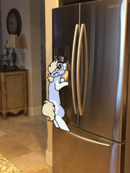 Size: 540x720 | Tagged: safe, artist:nootaz, oc, oc:nootaz, pony, irl, photo, ponies in real life, ponified animal photo, refrigerator