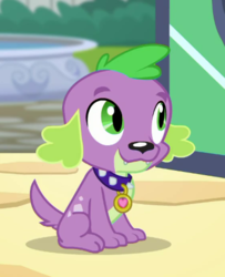 Size: 376x463 | Tagged: safe, screencap, spike, spike the regular dog, dog, equestria girls, g4, my little pony equestria girls: better together, my little shop of horrors, cropped, male, paws, smiling, solo, tail