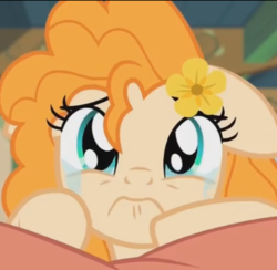 Size: 406x397 | Tagged: safe, screencap, pear butter, earth pony, pony, g4, the perfect pear, close-up, cropped, crying, female, flower, flower in hair, mare, profile picture, solo