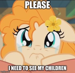 Size: 406x397 | Tagged: safe, edit, edited screencap, screencap, pear butter, earth pony, pony, g4, the perfect pear, cropped, crying, cute, feels, female, flower, flower in hair, image macro, meme, pearabetes, sad, sadorable, solo, story in the comments, tearjerker