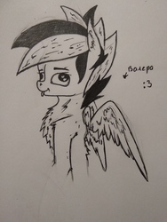 Size: 3120x4160 | Tagged: safe, artist:pegasko, oc, oc only, pegasus, pony, black and white, derp, fluffy, grayscale, lineart, monochrome, solo