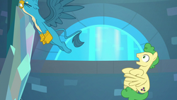 Size: 1280x720 | Tagged: safe, screencap, gallus, huckleberry, griffon, pegasus, pony, g4, school raze, background pony, chest fluff, cutie mark, eyes closed, flying, friendship student, male, paws, spread wings, stallion, tail, wings