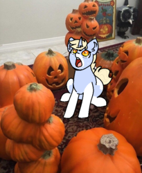 Size: 540x659 | Tagged: safe, artist:nootaz, oc, oc only, oc:nootaz, pony, unicorn, female, halloween, holiday, irl, jack-o-lantern, photo, ponies in real life, pumpkin, scared, solo