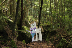Size: 1024x683 | Tagged: safe, artist:didgereethebrony, maud pie, mudbriar, earth pony, pony, g4, australia, blue mountains, federal pass, female, irl, male, mare, mlp in australia, photo, ponies in real life, rock, ship:maudbriar, shipping, smiling, stallion, straight, tree, valley, when she smiles