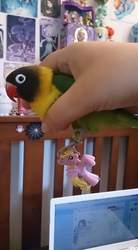 Size: 528x960 | Tagged: safe, lily, lily valley, bird, pony, g4, agapornis, artwork, cupid the lovebird, irl, lovebird, photo, picture, pony figurine, pony figurines, pony toy, toy