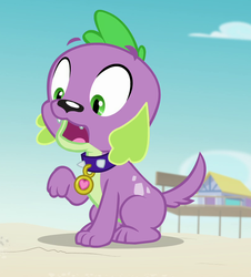 Size: 813x901 | Tagged: safe, screencap, spike, spike the regular dog, dog, equestria girls, equestria girls series, forgotten friendship, g4, cropped, male, paws, puppy, shocked
