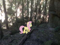 Size: 1024x765 | Tagged: safe, artist:didgereethebrony, fluttershy, pony, g4, australia, forest, irl, mlp in australia, photo, ponies in real life, solo, tree, valley