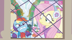 Size: 1280x720 | Tagged: safe, screencap, fluttershy, rainbow dash, pegasus, pony, g4, my little pony best gift ever, angry, clothes, cute, dashabetes, duo, duo female, earmuffs, female, fluttershy's purple sweater, gritted teeth, madorable, mare, ragebow dash, rainbowsnap, scarf, snow, sweater, sweatershy, window, winter outfit