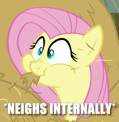 Size: 467x478 | Tagged: safe, edit, edited screencap, screencap, fluttershy, pony, g4, my little pony: friendship is magic, the hooffields and mccolts, cropped, female, flutterhay, hay, herbivore, horses doing horse things, image macro, meme, neigh, silly, silly pony, solo, text, x internally