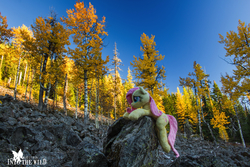 Size: 2500x1667 | Tagged: safe, artist:dawning love, artist:natureshy, fluttershy, pony, g4, autumn, equestria: into the wild, female, forest, irl, nature, photo, plushie, rock, scenery, tree