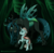 Size: 1260x1236 | Tagged: safe, artist:inuhoshi-to-darkpen, ocellus, queen chrysalis, changedling, changeling, changeling queen, compound eyes, duo, female, headcanon, looking at each other, mommy chrissy, mother and daughter, patreon, patreon logo, raised hoof, size difference