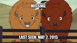 Size: 1280x720 | Tagged: safe, edit, edited screencap, screencap, bison, buffalo, appleoosa's most wanted, g4, duo, feather, fence, image macro, lies, meme, missing, text, unnamed buffalo, unnamed character