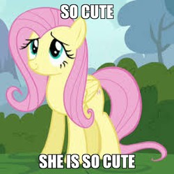 Size: 900x896 | Tagged: safe, edit, edited screencap, screencap, fluttershy, pegasus, pony, g4, it ain't easy being breezies, season 4, captain obvious, cropped, cute, image macro, low res image, meme, needs more jpeg, shyabetes, text, truth