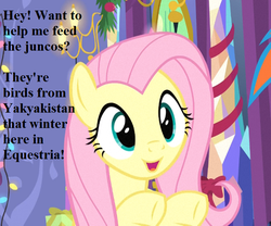 Size: 648x540 | Tagged: safe, edit, edited screencap, editor:korora, screencap, fluttershy, rainbow dash, pegasus, pony, g4, my little pony best gift ever, bronybait, christmas, christmas lights, cropped, cute, dialogue, english, female, garland, gift wrapped, hearth's warming decorations, holiday, mare, open mouth, present, shyabetes, smiling, solo focus, text, twilight's castle, underhoof, yakyakistan
