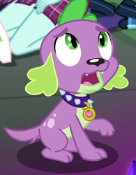 Size: 549x705 | Tagged: safe, screencap, spike, spike the regular dog, sunny flare, dog, equestria girls, friendship games, g4, cropped, male, solo focus, tail