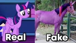 Size: 1280x720 | Tagged: safe, edit, edited screencap, screencap, twilight sparkle, alicorn, horse, pony, g4, irl, obvious, photo, realistic, text edit, twilight sparkle (alicorn), you don't say