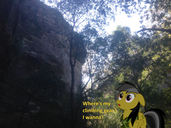 Size: 1002x748 | Tagged: safe, artist:didgereethebrony, daring do, pony, g4, blue mountains, cliff, didgeree collection, irl, mlp in australia, photo, ponies in real life, solo, valley, wide eyes
