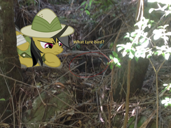 Size: 1002x748 | Tagged: safe, artist:didgereethebrony, daring do, bird, pegasus, pony, g4, blue mountains, didgeree collection, irl, katoomba, leaf litter, lyrebird, photo, ponies in real life, solo, valley