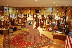 Size: 1024x685 | Tagged: safe, artist:cozmo312bb, meadow song, earth pony, pony, g4, electric guitar, fender stratocaster, fender telecaster, guitar, guitar amp, irl, male, musical instrument, photo, ponies in real life, solo, stallion
