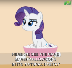 Size: 725x685 | Tagged: safe, artist:forgalorga, rarity, pony, your little pets, g4, animal planet, bowl, caption, david attenborough, documentary, exploitable meme, female, food, image macro, marshmallow, meme, nature documentary, rarity is a marshmallow, rarity is not amused, solo, text, unamused