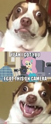 Size: 433x1046 | Tagged: safe, edit, edited screencap, screencap, fluttershy, dog, equestria girls, g4, my little pony equestria girls: better together, outtakes (episode), angry, camera, mister bubz