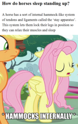 Size: 607x960 | Tagged: safe, screencap, applejack, fluttershy, earth pony, pegasus, pony, g4, yakity-sax, caption, educational, equine anatomy, female, folded wings, horses doing horse things, image macro, impact font, mare, meme, sleeping, sleeping while standing, solo focus, text, wings, x internally