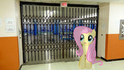 Size: 500x281 | Tagged: safe, artist:anthony60617, fluttershy, pony, g4, fitness room, irl, locked door, photo, ping pong table, ponies in real life, school