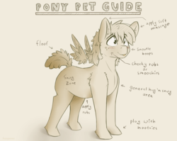 Size: 1810x1440 | Tagged: safe, artist:fuzzypones, oc, oc only, unnamed oc, pegasus, pony, :p, anatomy, anatomy guide, cute, ear fluff, floating wings, fluffy tail, guide, petting guide, silly, solo, tongue out