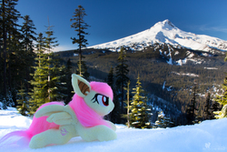 Size: 4912x3275 | Tagged: safe, artist:lanacraft, artist:natureshy, fluttershy, bat pony, pony, g4, angry, equestria: into the wild, flutterbat, irl, mount hood, mountain, nature, oregon, outdoors, photo, photography, plushie, race swap, snow, winter