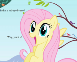 Size: 810x648 | Tagged: safe, edit, edited screencap, editor:korora, screencap, fluttershy, blue jay, pony, friendship is magic, g4, chickadee (bird), cropped, dialogue, excited, house finch, purple martin, that pony sure does love animals