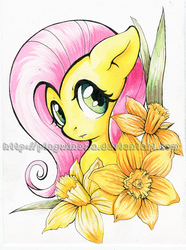 Size: 923x1241 | Tagged: safe, artist:pingwinowa, fluttershy, pegasus, pony, g4, bust, daffodil, female, flower, looking at you, looking sideways, mare, obtrusive watermark, portrait, solo, three quarter view, traditional art, watermark