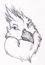 Size: 342x500 | Tagged: safe, artist:talakestreal, oc, oc only, oc:der, griffon, bust, male, portrait, simple background, sketch, solo, traditional art