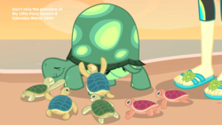 Size: 1920x1080 | Tagged: safe, screencap, fluttershy, tank, tortoise, turtle, aww... baby turtles, equestria girls, g4, my little pony equestria girls: better together, baby turtle, beach, feet, flip-flops, imprinting, sandals, sea turtle, sun, sunset