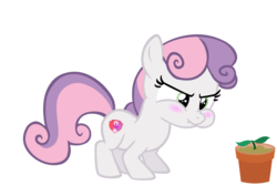 Size: 900x600 | Tagged: safe, artist:dasprid, artist:s.guri, edit, editor:slayerbvc, vector edit, sweetie belle, earth pony, pony, g4, blushing, cute, diasweetes, earth pony sweetie belle, female, filly, flower pot, foal, frustrated, hnnng, missing horn, plant, pouting, puffy cheeks, race swap, simple background, solo, sprout, transparent background, vector