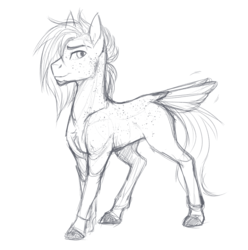 Size: 859x865 | Tagged: safe, artist:askbubblelee, oc, oc only, oc:singe, pony, body freckles, facial hair, freckles, goatee, male, missing wing, monochrome, realistic anatomy, realistic horse legs, simple background, sketch, smiling, solo, stallion, tail feathers, white background