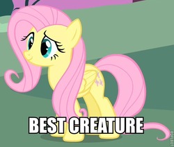 Size: 550x466 | Tagged: safe, edit, edited screencap, screencap, fluttershy, pegasus, pony, g4, best creature, cropped, female, image macro, mare, meme, solo, truth